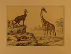 Giraffe (Oken's Allgemeine Naturgeschichte)
