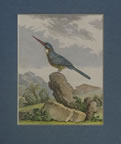 Vogel (18. Jahrhundert)